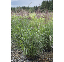 Chinaschilf im Topf im Aussenbereich