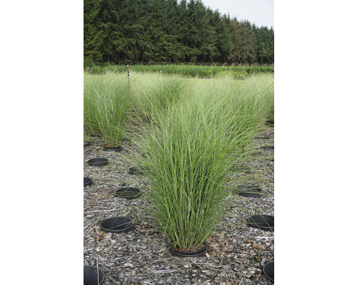 Pampasgras in Töpfen auf einem Feld