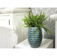 Zimmerpflanze Farn in einem dekorativen Pflanzgefäß