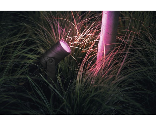 Gartenstrahler im Gras