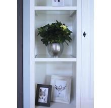 Dekorative Zimmerpflanze in einem silberfarbenen Topf auf einem Regal neben Bilderrahmen.