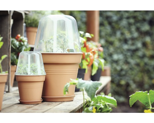 Szene mit Pflanztöpfen und Abdeckhauben für Pflanzenaufzucht