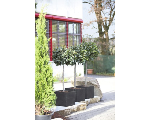 Drei Lorbeerbäumchen in schwarzen Pflanzgefäßen im Außenbereich