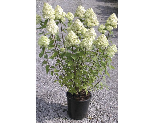 Rispenhortensie FloraSelf Hydrangea paniculata 'Limelight' H 80-100 cm Co 10 L Rispenhortensie im Topf mit weißen Blütenständen und grünen Blättern