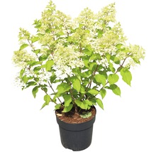 Rispenhortensie im Topf mit weißen Blüten