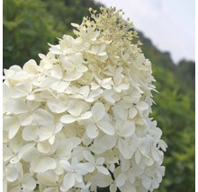 Rispenhortensie mit weißen Blüten