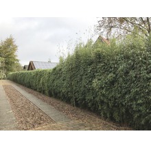 Bambushecke im Garten als Sichtschutz