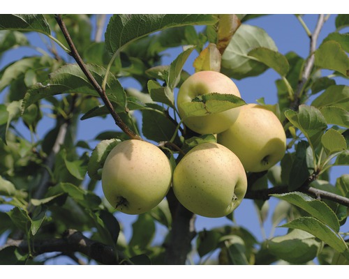 Bio Winterapfel FloraSelf Bio Malus domestica 'Gloster' Stammhöhe ca. 60 cm Gesamthöhe 130-150 cm Co 7,5 L Busch