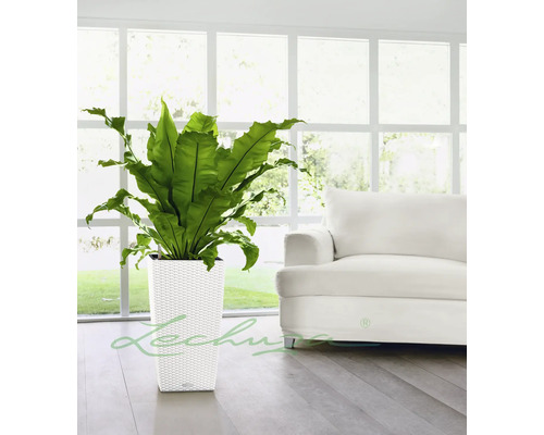 Zimmerpflanze in einem weißen, quadratischen Pflanzgefäß mit Rattanmuster vor einem Fenster