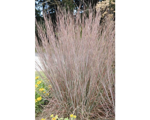 Prärie-Bartgras FloraSelf Schizachyrium scoparium ‘Standing Ovation’ H 10-90 cm Co 3 L