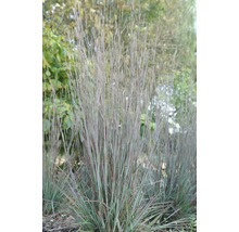 Garten mit Pfeifengras