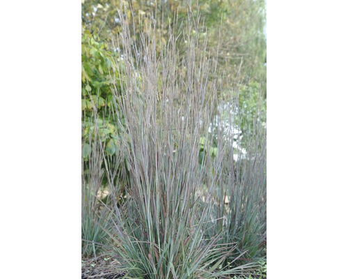 Garten mit Pfeifengras