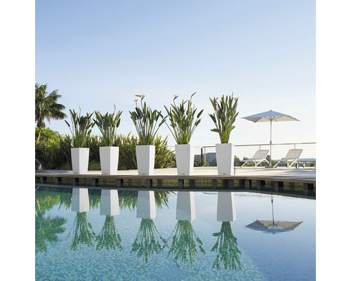 Reihe von Pflanzenkübeln mit Pflanzen am Pool