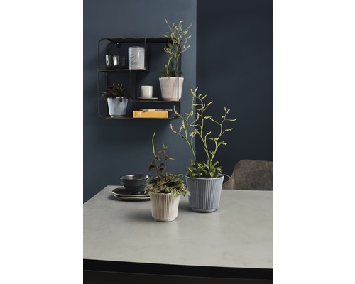 Zwei gerippte Blumentöpfe mit Pflanzen auf einem Tisch, an der Wand ein Regal mit Dekorationsartikeln.