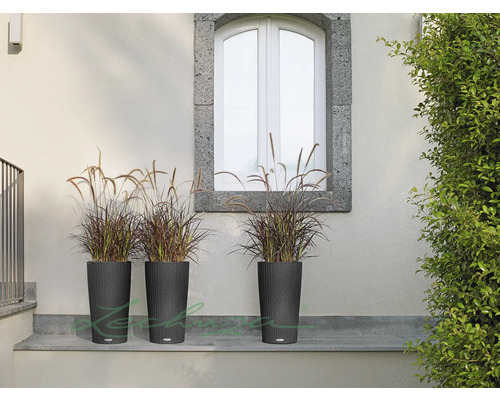 Drei hohe, dunkle Pflanzgefäße mit Ziergräsern vor einer Wand und einem Fenster.