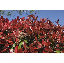 Photinia Fraseri Red Robin Hecke mit roten Blättern