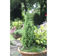 Konisch geformte Zypresse im Topf