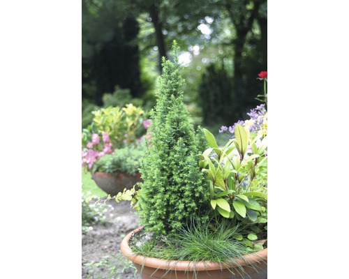 Konisch geformte Zypresse im Topf