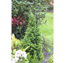 Einzelne immergrüne Zypresse im Gartenbeet