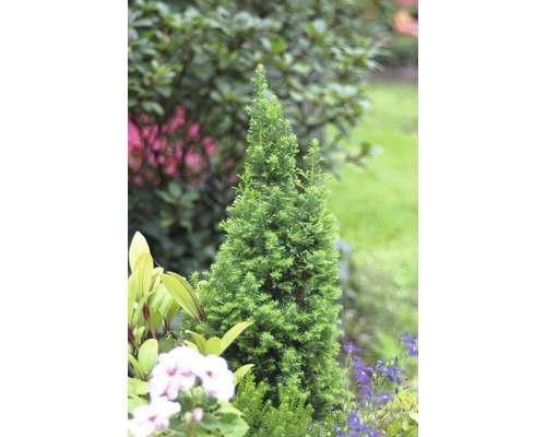 Einzelne immergrüne Zypresse im Gartenbeet