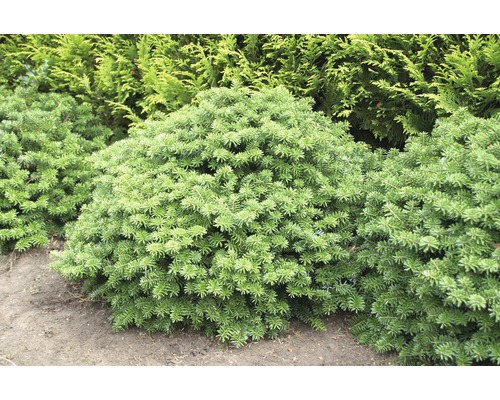 Kugelkiefer im Gartenbeet