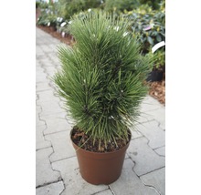 Topfkiefer im Topf für den Garten