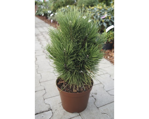 Topfkiefer im Topf für den Garten