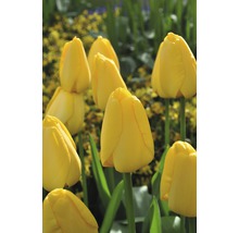 Blumenzwiebel FloraSelf Tulpe Triumph ‘Strong Gold' 10 Stk.-thumb-4