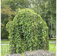 Trauer-Maulbeerbaum im Garten