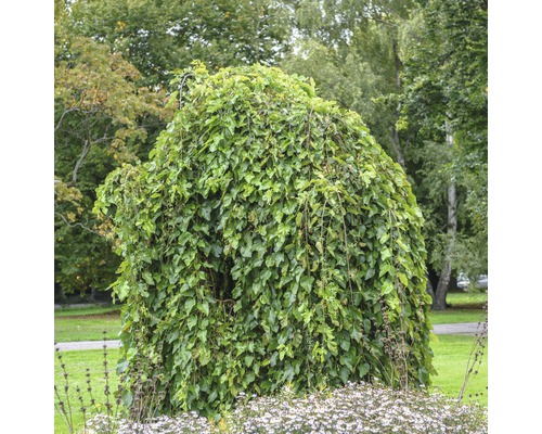 Trauer-Maulbeerbaum im Garten