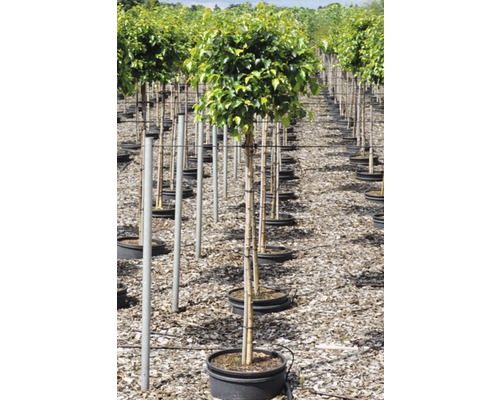 Reihe von Kugelbäumen in Töpfen in einer Baumschule