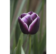 Blumenzwiebel FloraSelf Tulpe Triumph ‘Jackpot‘ 7 Stk.