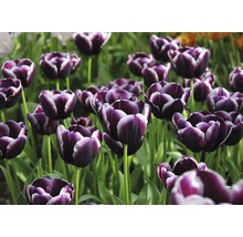 Blumenzwiebel FloraSelf Tulpe Triumph ‘Jackpot‘ 7 Stk.