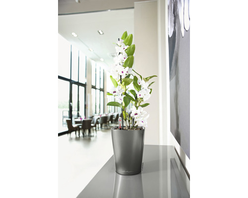 Orchidee in einem grauen Blumentopf auf einem Tisch in einem hellen Raum