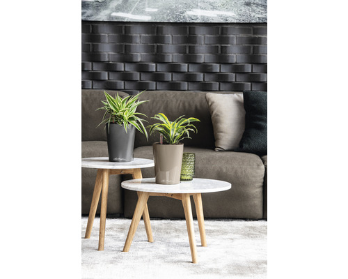 Dekorative Zimmerpflanzen in Pflanzgefäßen auf Beistelltischen vor einem Sofa