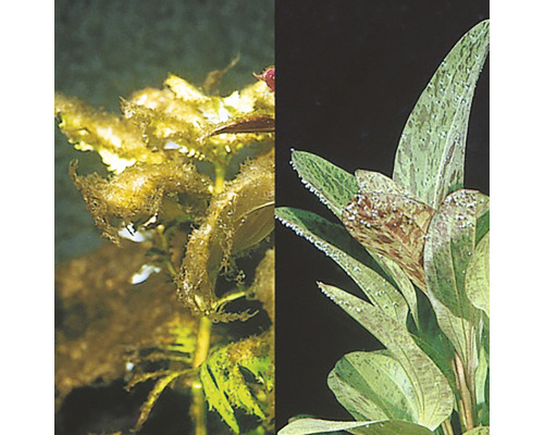 Aquarienpflanze vor und nach der Behandlung gegen Algenbefall