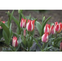 Nahaufnahme von rot-weiß gestreiften Tulpen im Gartenbeet.