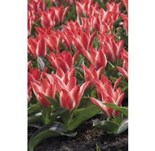 Feld mit rot-weißen Tulpenblüten.