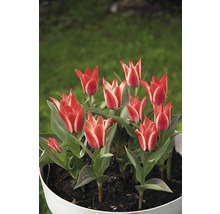 Tulpen in einem Pflanzgefäß
