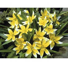Gelb-weisse Tulpensorte mit grünen Blättern
