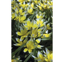 Gelb-weiße Tarda-Tulpen im Gartenbeet