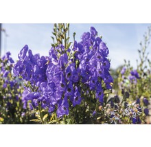 Eisenhut FloraSelf Aconitum carmichaelii 'Arendsii' H 5-20 cm Co 0,5 L
