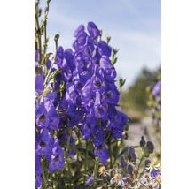 Nahaufnahme von Eisenhutblüten im Garten.