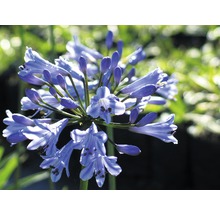 Nahaufnahme einer blauen Schmucklilienblüte