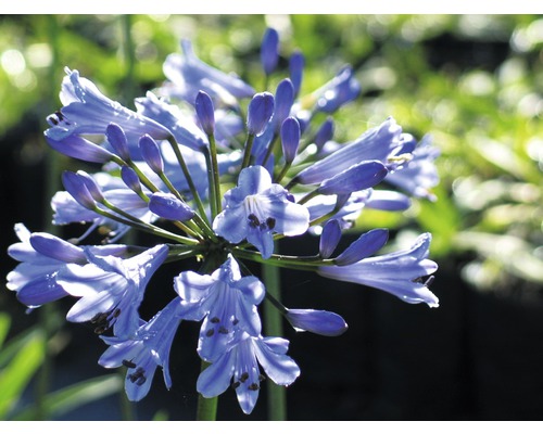 Schmucklilie FloraSelf Agapanthus africanus H 5-30 cm Co 0,5