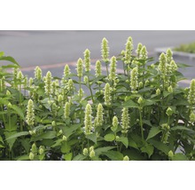 Aufnahme einer Agastache-Pflanze mit grünen Blättern und hellen Blüten