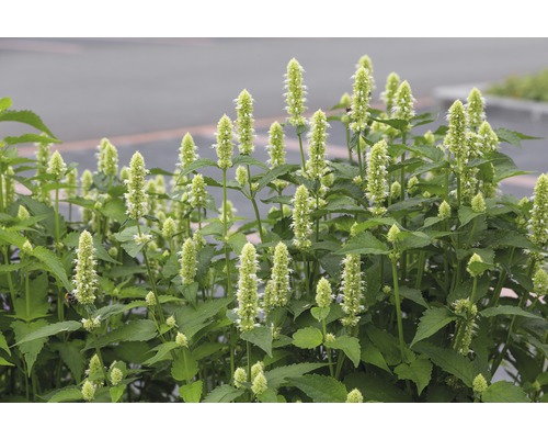 Duftnessel FloraSelf Agastache rugosa 'Alabaster' H 5-70 cm Co 0,5 L