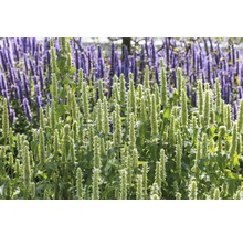 Nahaufnahme von Agastache-Pflanzen im Garten.