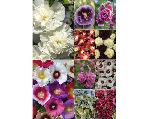 Mehrfarbige Stockrosen in Nahaufnahme