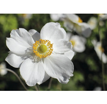 Nahaufnahme einer weißen Herbst-Anemone mit gelber Mitte.